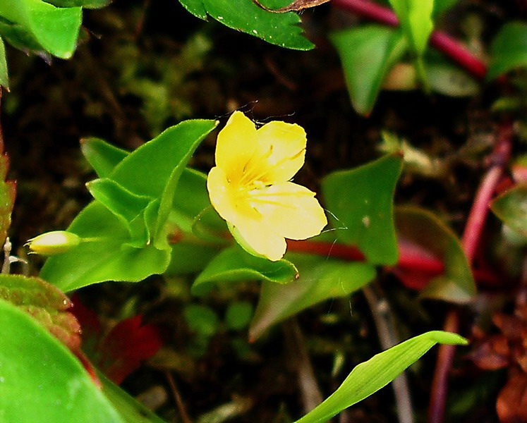Lysimachia sp.